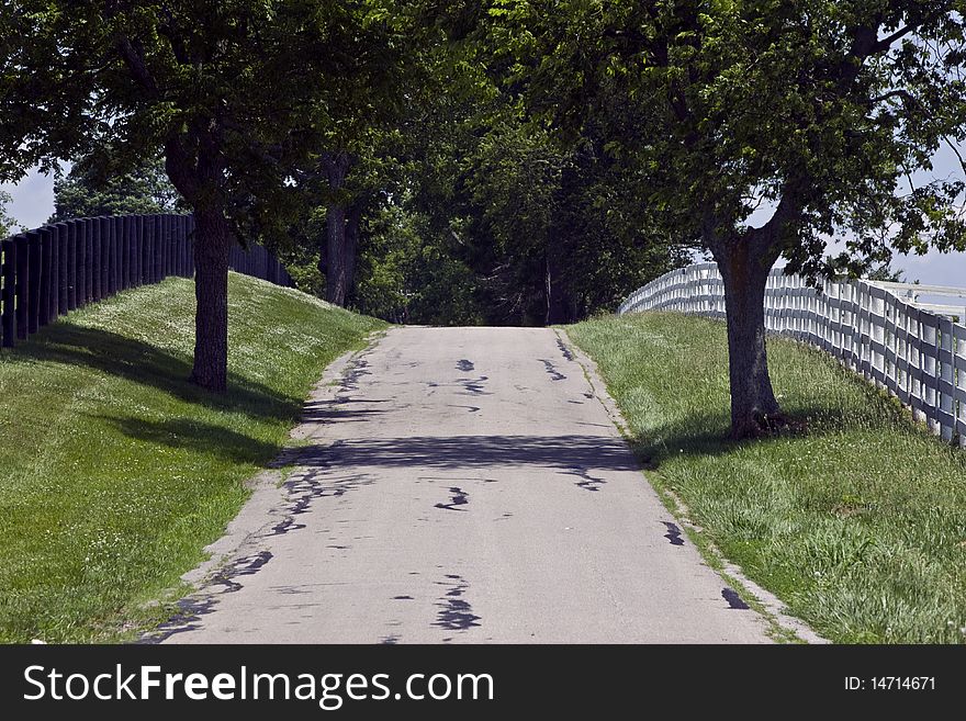 Oak Lined Lane In Summertime