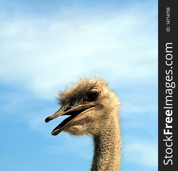 The portrait of ostrich on the background of the sky