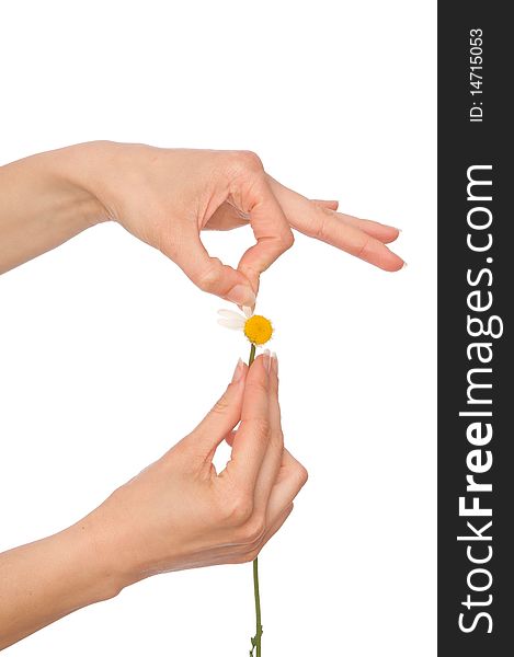 Woman holding white daisy in the hands