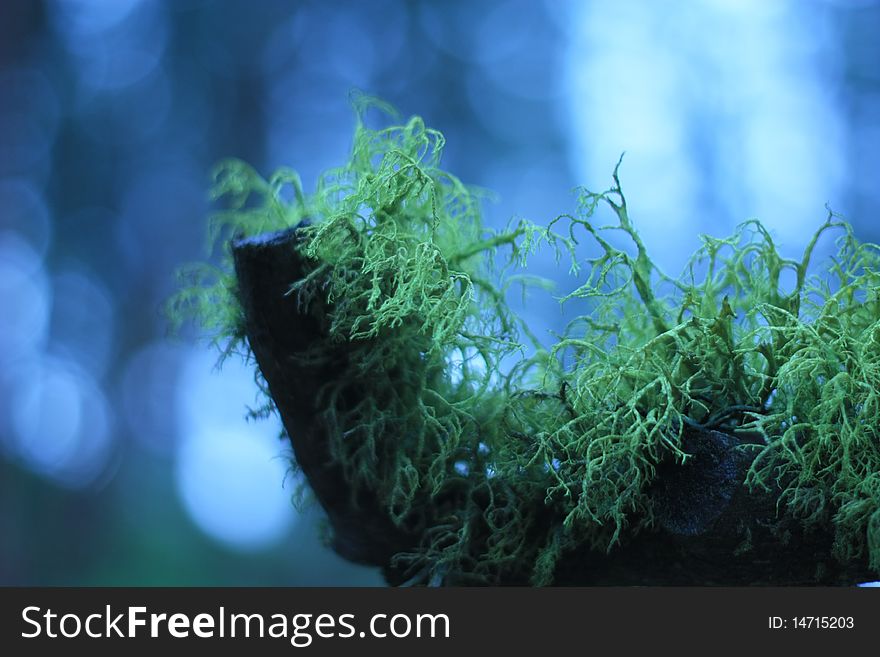 A mossy branch seen in an unknown forest.
