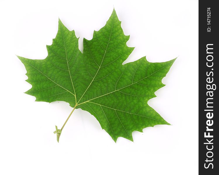 Close-up of a London plane (Platanus acerifolia) leaf. See my portfolio, TreePhoto for more. Close-up of a London plane (Platanus acerifolia) leaf. See my portfolio, TreePhoto for more