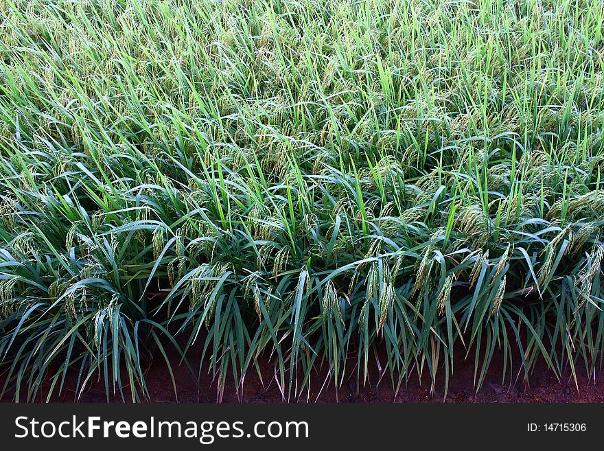 An overall view of paddy field