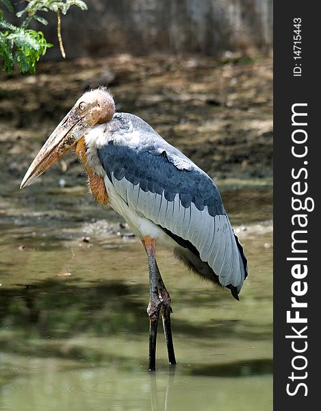 Adjutant Stork is a large bird resembling the African Maribou. Adjutant Stork is a large bird resembling the African Maribou.