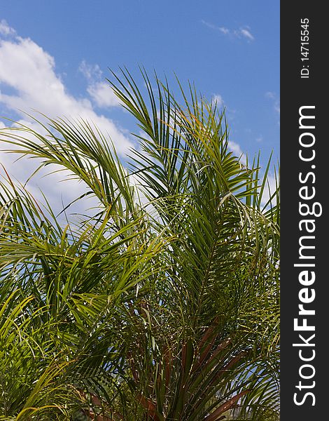 Palm Tree fronds against blue sky detail. Palm Tree fronds against blue sky detail