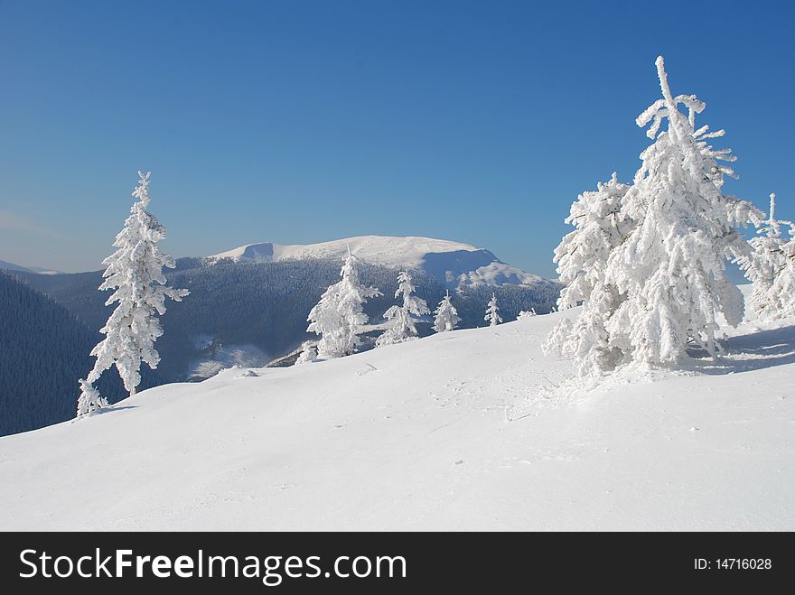 Morning on a hillside in a winter landscape with white fur-trees. Morning on a hillside in a winter landscape with white fur-trees.