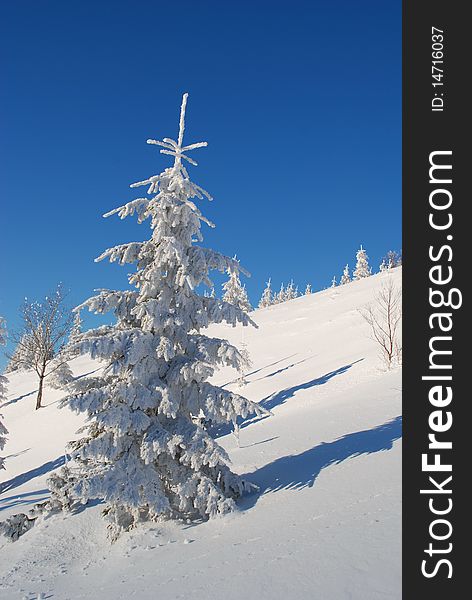 A white fur-tree on a hillside in a winter landscape against the dark blue sky. A white fur-tree on a hillside in a winter landscape against the dark blue sky.