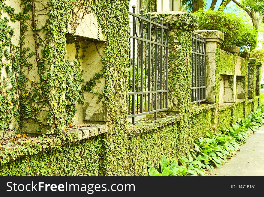 Plants wall