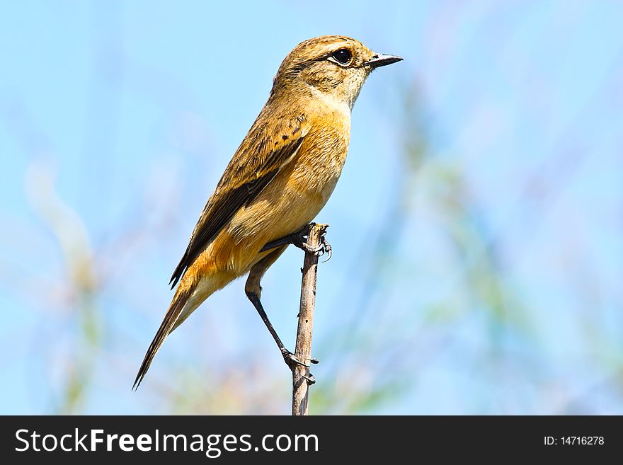Siberian stonechat is one migratory Birds of Thailand. Siberian stonechat is one migratory Birds of Thailand.