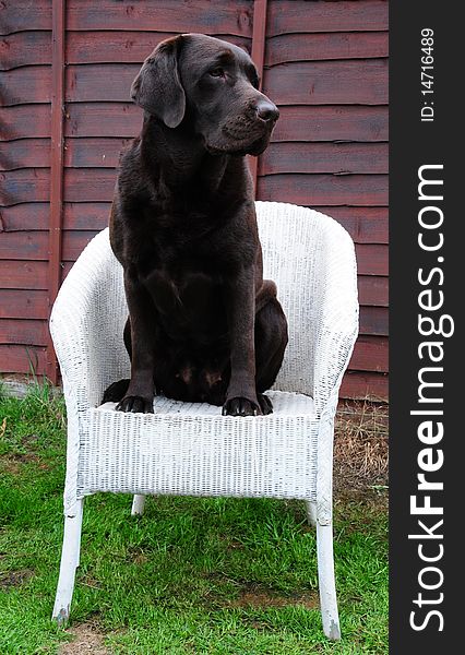 Shot of a cheeky labrador on a wicker chair. Shot of a cheeky labrador on a wicker chair