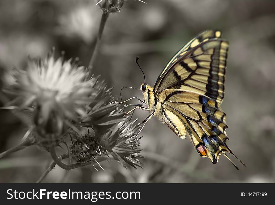 Beautiful Swallowtail butterfly with grey background. Beautiful Swallowtail butterfly with grey background
