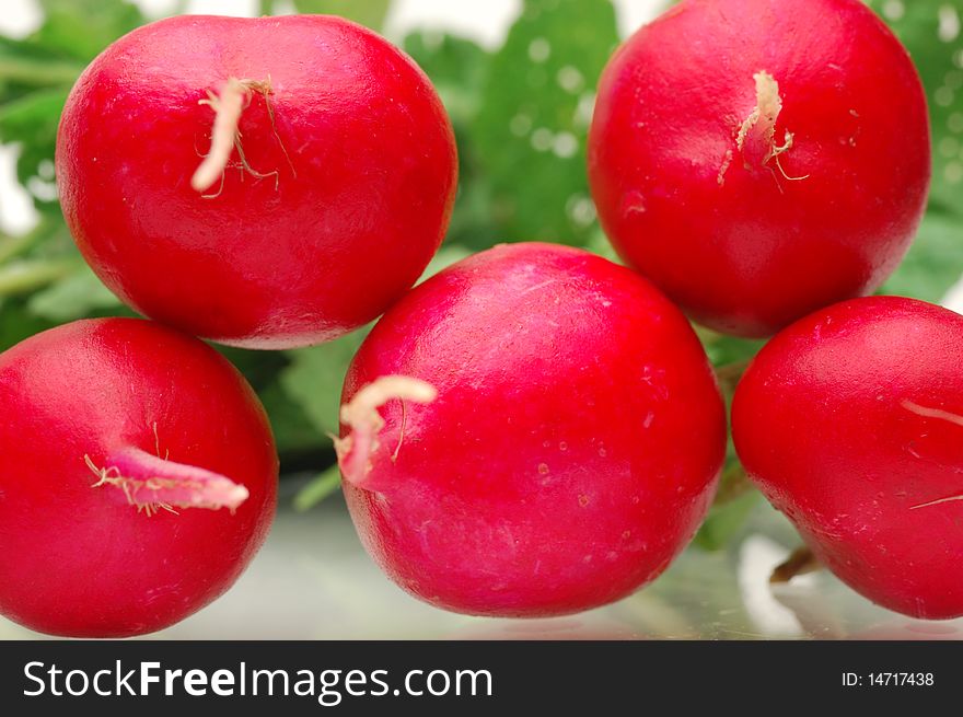 Fresh radishes on a white background