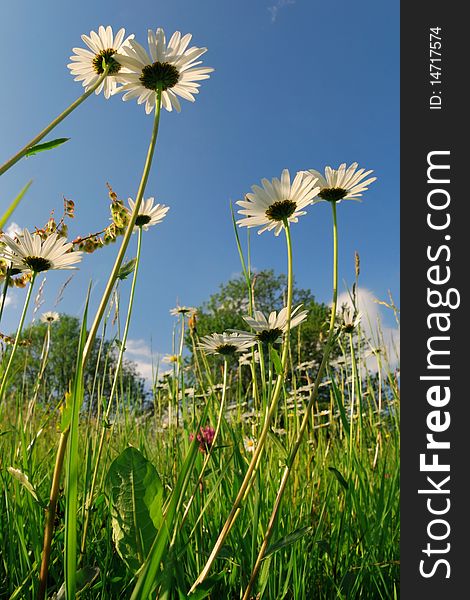 Meadow with alpine grass and camomiles against blue sky. Meadow with alpine grass and camomiles against blue sky