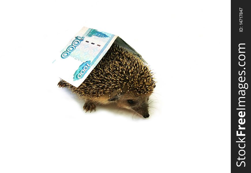Hedgehog under a roof from a thousand Russian denomination. Hedgehog under a roof from a thousand Russian denomination
