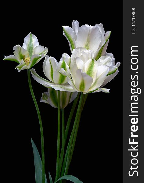 Spring green tulips isolated on black