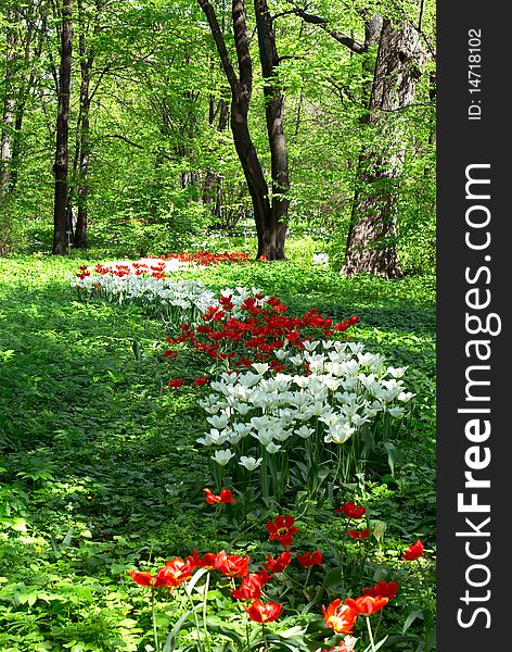 Flower bed of the red and white tulip in the park. Flower bed of the red and white tulip in the park