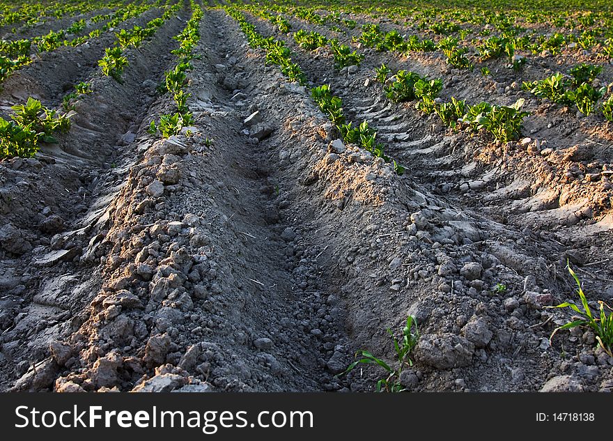 Field with planted on it tuber of a green potatoes. Field with planted on it tuber of a green potatoes