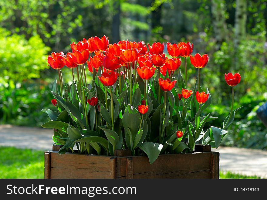 Many bright red tulips on the sun in the wooden box