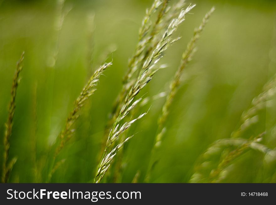 Portrait of green wheat field