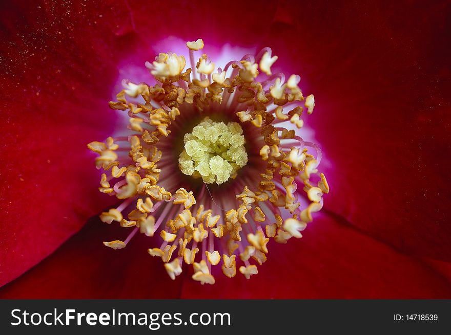 Red flower closeup with centered focus. Red flower closeup with centered focus
