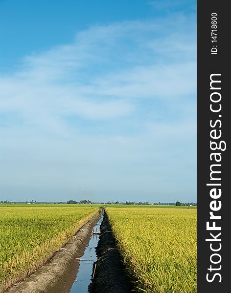 A wide view of paddy field.