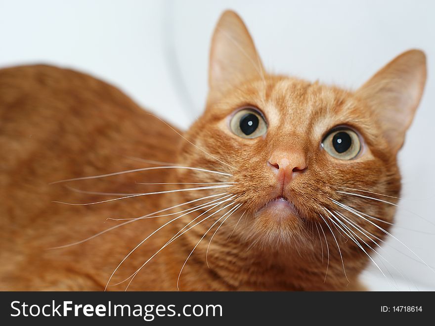 Close-up portrait of a ginger cat isolated on white background. Close-up portrait of a ginger cat isolated on white background