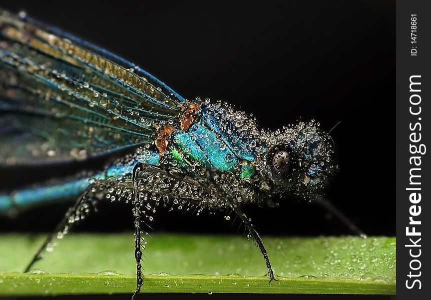 Blue dragonfly calopteryx covered in dew