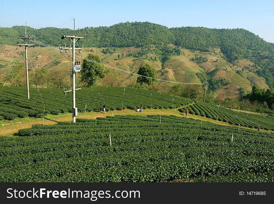 Tea Plantation, North of Thailand