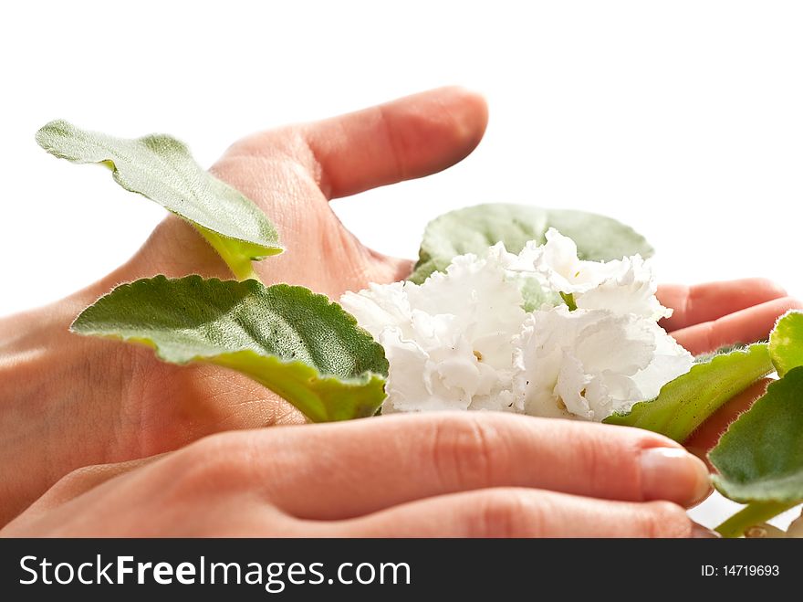 White flower and green leaves in woman's hands. White background. White flower and green leaves in woman's hands. White background