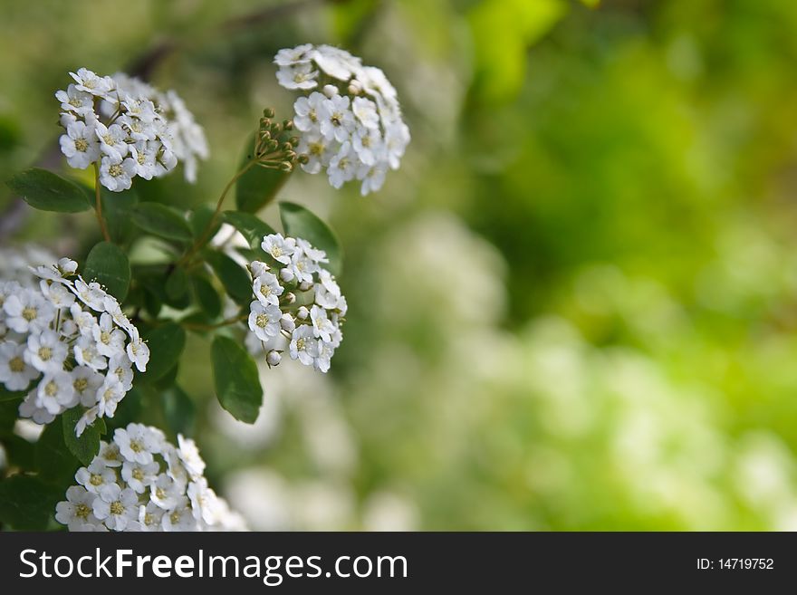 Flowers Over Green Background