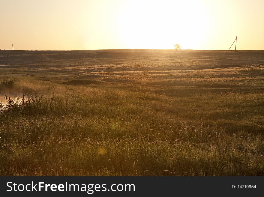 Golden spikes field at countryside