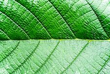 Green Leaves Background. Leaf Texture Dark Green Foliage Stock Image