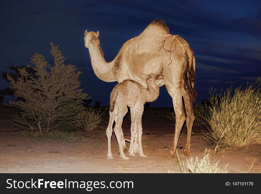 Mother and baybe camel grazing in sahara