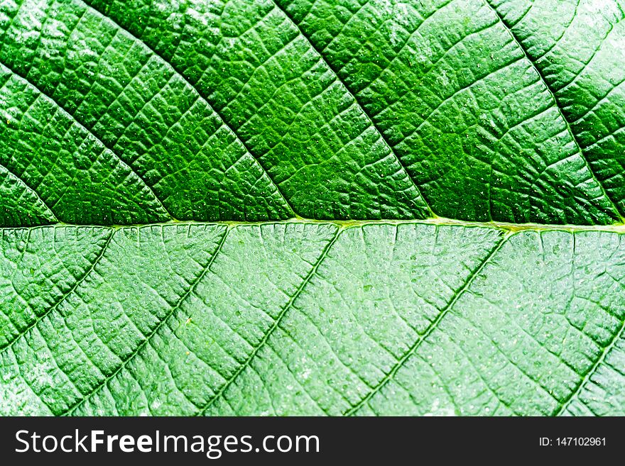 Green leaves background. Leaf texture Dark green foliage