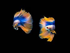 Action And Movement Of Thai Fighting Fish On A Black Background Stock Image Action And Movement Of Thai Fighting Fish On A Black Background Stock Image