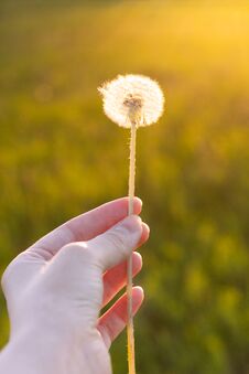 Stem Of Fluffy Dandelion In Woman Hand On Sunset. Selective Focus, Film Effect And Author Processing. Royalty Free Stock Photo