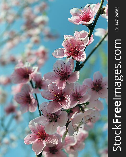 Beautiful pink cherry blossom flower in spring time over blue sky