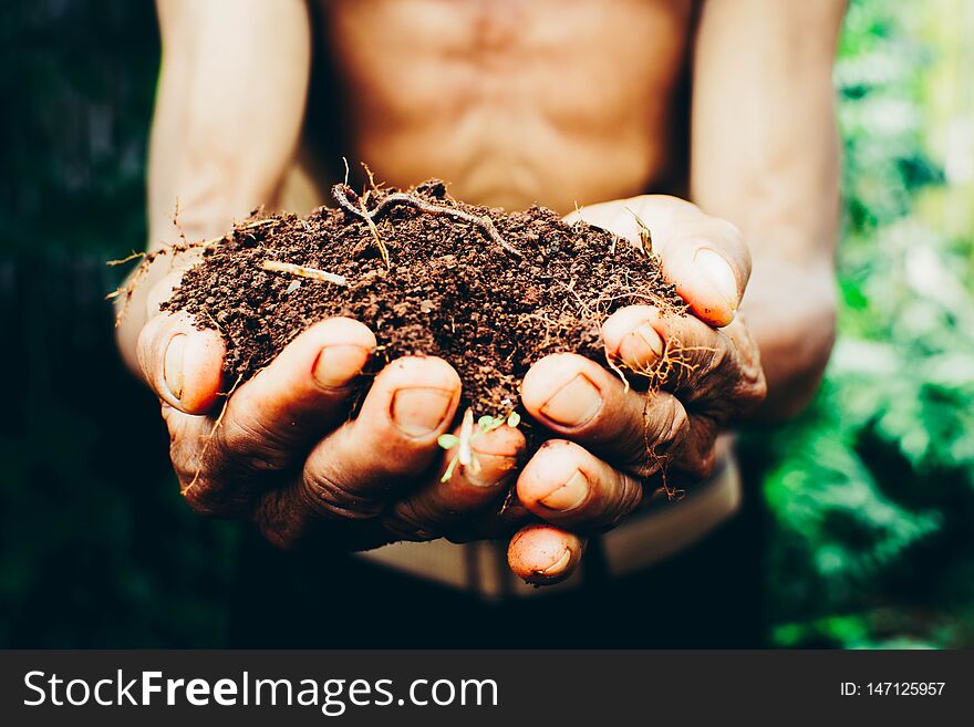 The men sewing seed for growing plants, gardening. environment concept, save the earth concept, climate change. The men sewing seed for growing plants, gardening. environment concept, save the earth concept, climate change