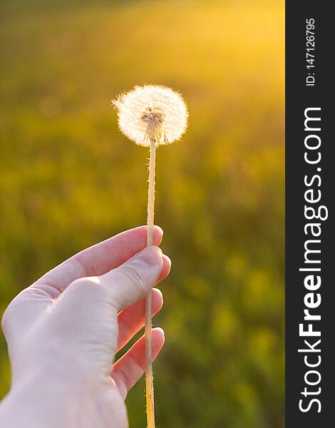 Stem Of Fluffy Dandelion In Woman Hand On Sunset. Selective Focus, Film Effect And Author Processing.