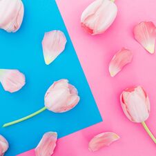 Tulips Flowers Pattern On Blue And Pink Background. Top View Stock Images