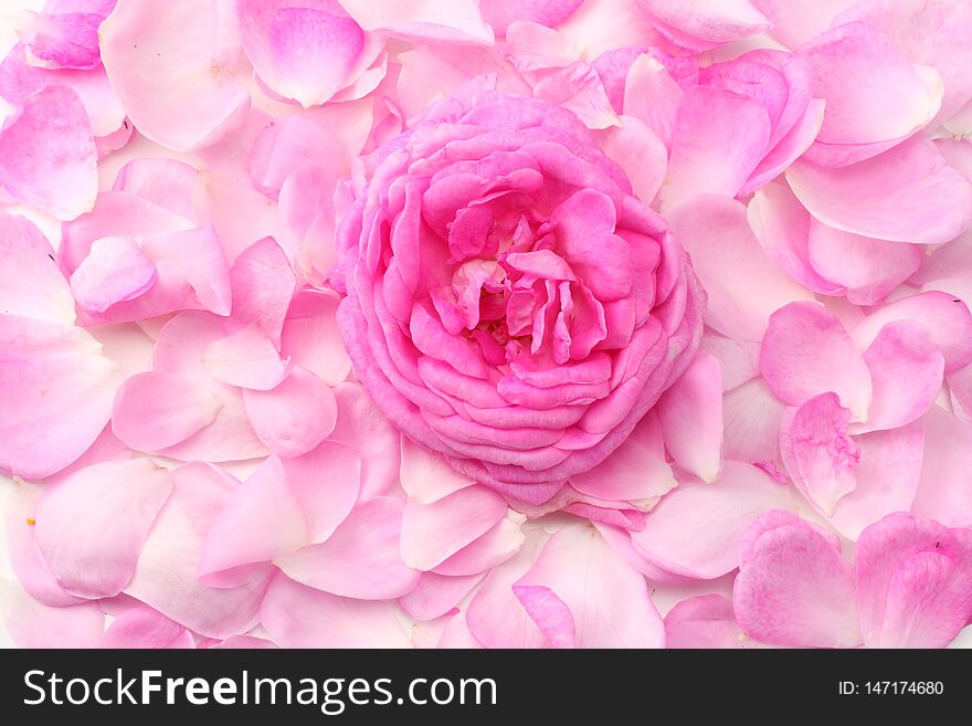 Pink Rose Petals Isolated On White Background. Top View