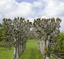 Avenue Of Pollarded Trees In Formal Landscape Royalty Free Stock Image Avenue Of Pollarded Trees In Formal Landscape Royalty Free Stock Image