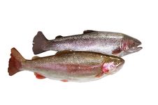 Two Fresh Trout Fish Isolate Stock Images