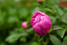 Pink Flower Of A Peony. Royalty Free Stock Photo Pink Flower Of A Peony. Royalty Free Stock Photo