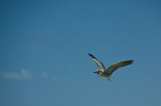 Flying Heron Royalty Free Stock Photography