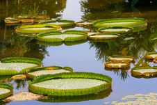 Victoria amazonica Royalty Free Stock Images Victoria amazonica Royalty Free Stock Images