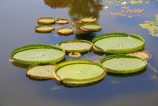 Victoria Amazonica Stock Photography Victoria Amazonica Stock Photography