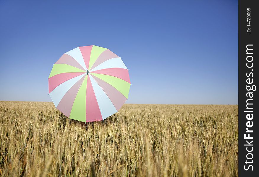 Umbrella at wheat field. Odessa. Ukraine.