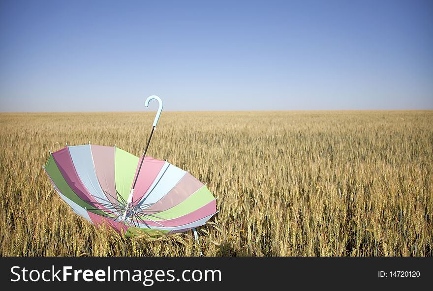 Umbrella at wheat field. Odessa. Ukraine.