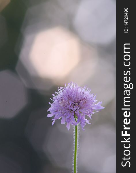 Beautiful flower of the dutch clover on background blur