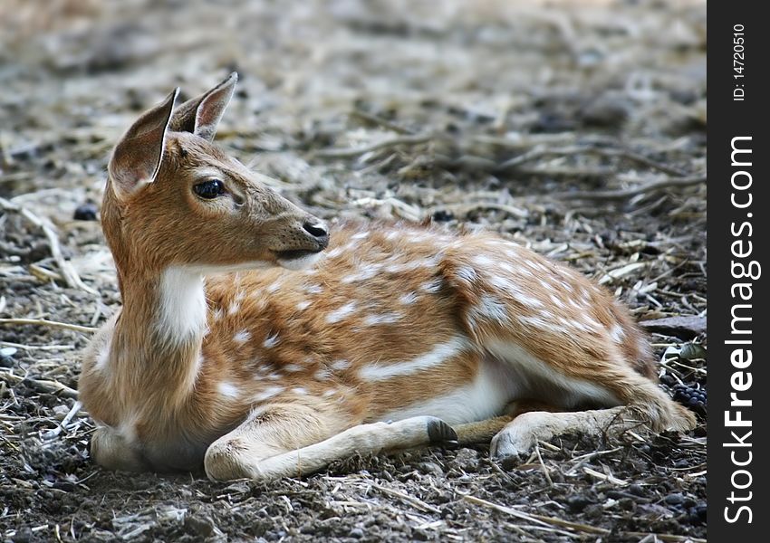 Young female sika deer on the dry grass. Young female sika deer on the dry grass